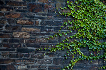A black stone wall with green creeper on the sides. Background for design