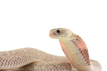 The Chinese cobra isolated on white background