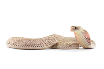 The Chinese cobra isolated on white background