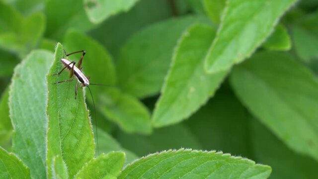 Grasshopper on leaf of Wild Mint - (4K)