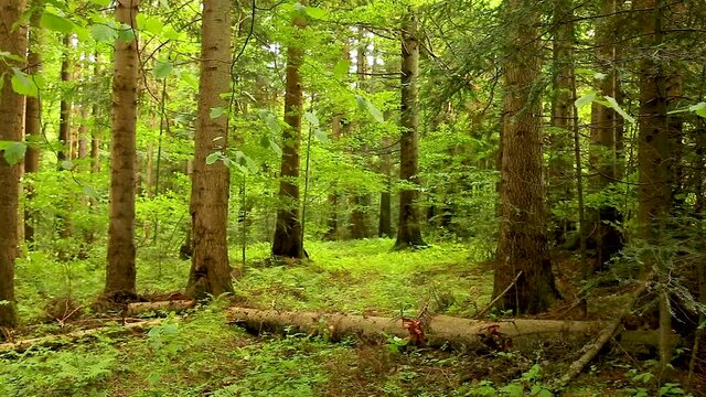   Old coniferous natural mystical forest. Old dense mystical forest. Old natural virgin forest in the Carpathians. A stream among the old forest