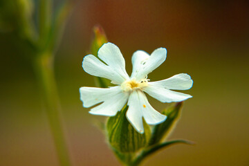 Fototapeta premium zieleń miejska, piękne kolorowe kwiaty