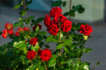 Vibrant red rose with raindrops in the garden