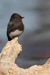 Black Phoebe on wooden stump with insect