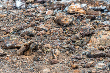 Galapagos Grasshopper Schistocerca gregaria Camoflauged by the Volcanic Rocks