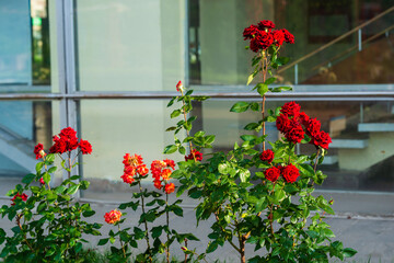Fototapeta na wymiar Vibrant red rose with raindrops in the garden