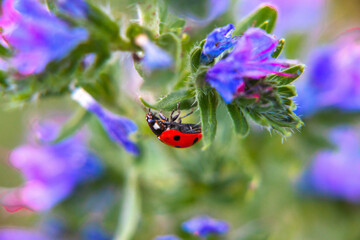 flora i fauna miejska, piękne kolorowe kwiatyi owady © Marek
