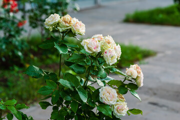 Wonderful light orange roses in the park