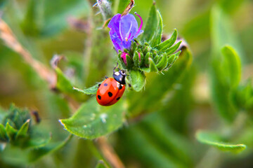 Obraz premium flora i fauna miejska, piękne kolorowe kwiatyi owady