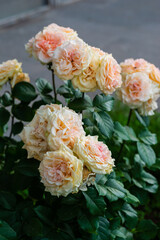 Wonderful light orange roses in the park