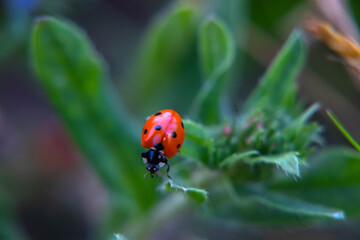 flora i fauna miejska, piękne kolorowe kwiatyi owady © Marek