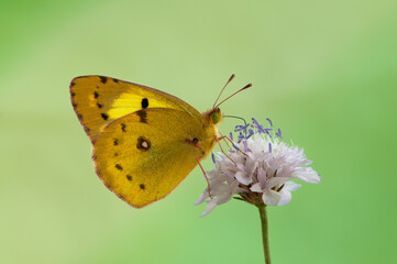 The yellow butterfly Colias hyale collects nectar on a forest flower on a summer day