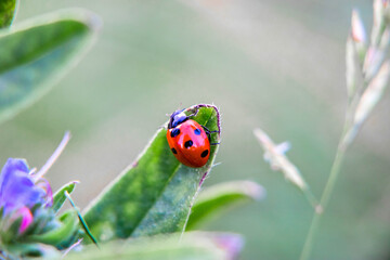 flora i fauna miejska, piękne kolorowe kwiatyi owady © Marek