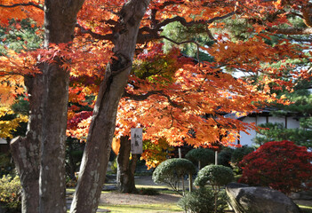 Fototapeta na wymiar A Japanese Garden with red maple tree in Autumn Atmosphere