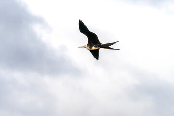Magnificent Frigatebird Fregata magnificens Immature Female Tower Island Galapagos Islands in Flight