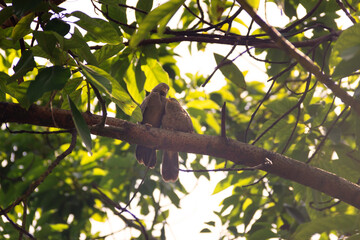 Mating interactions, pair-bonding: mutual cleaning of the plumage (preening). Ceylon Rufous Babbler...