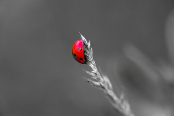 flora i fauna miejska, piękne kolorowe kwiatyi owady © Marek