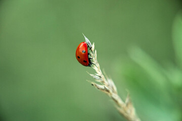 flora i fauna miejska, piękne kolorowe kwiatyi owady © Marek