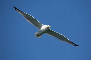 Naklejka na ściany i meble Herring Gull (Larus argentatus) soaring in a blue sky