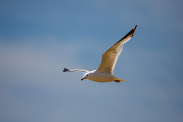 Ring-billed gull (Larus delawarensis) flying with a blue sky in the background