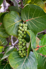 Seagrape leaves and fruit on the tree in Florida. Tropical plant with green grape like fruit.