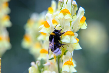 flora i fauna miejska, piękne kolorowe kwiatyi owady © Marek