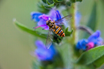 flora i fauna miejska, piękne kolorowe kwiatyi owady © Marek
