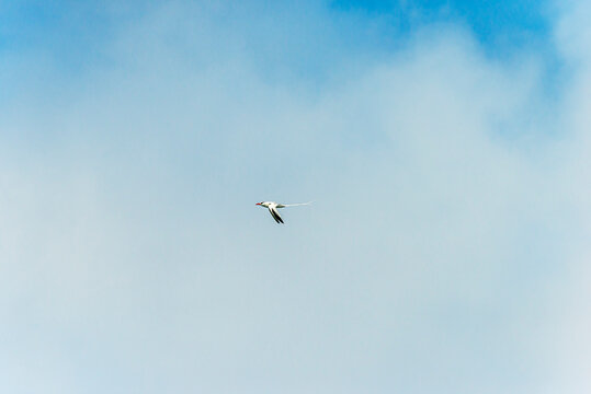 Red-billed Tropicbird in Flight Phaethon aethereus 