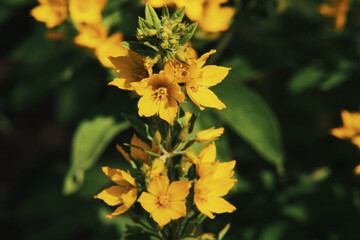 Gelb blühende Blüten und Blumen im Garten, Juli, August, Fokus auf den Vordergund