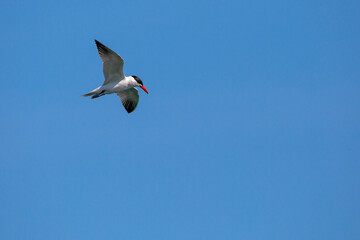 Common Tern (Sterna hirundo) soaring in a blue sky in July