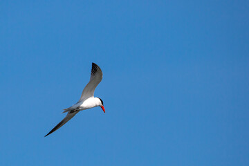 Common Tern (Sterna hirundo) soaring in a blue sky in summer