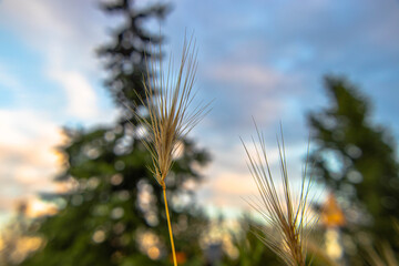 zieleń miejska, piękne kolorowe kwiaty