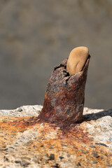 Rusty pipe and stone in concrete