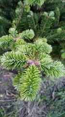 young spruce branches close-up
