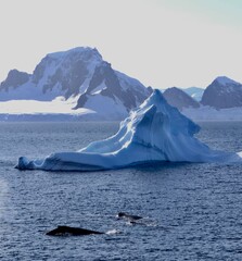Whales surfacing next to iceberg in antarctic ocean, Antarctica