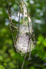 spider web in the green nature