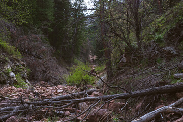 Rocky path in the woods, city of Boulder Colorado USA.