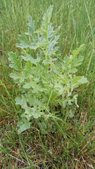 young green grass in the meadow
