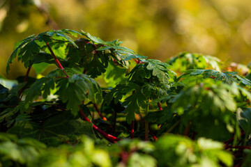 Planta