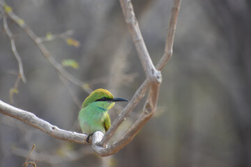 blue tit perched on a branch