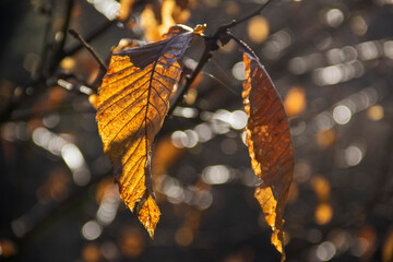 Fallen leaves in autumn