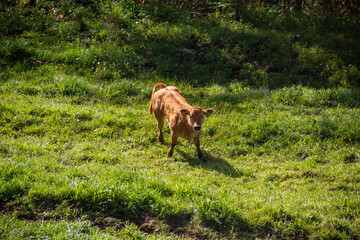 young cow in the field