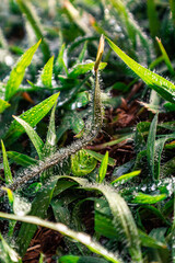 grasshopper on the grass