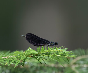 A nature background of an iridescent damselfly (zygoptera) on an evergreen plant