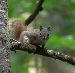Obraz premium Vigilant Red Squirrel on a tree limb with green forest background