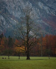 Lonely tree in Slovenian mountains