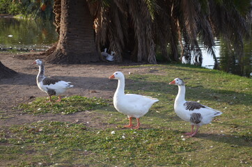 patos