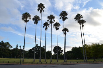 arboles