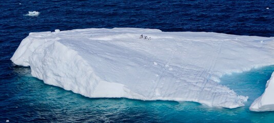 Penguins running on Iceberg with slope and blue water, Antarctica
