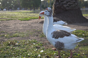 patos